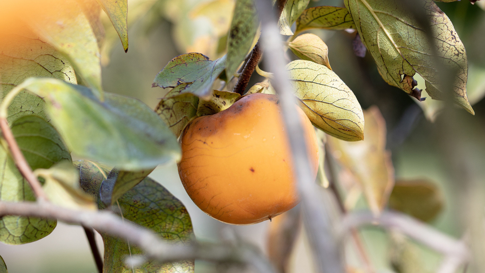 vivi l'esperienza gallery-7